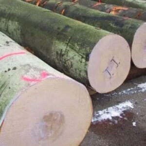 Beech Logs