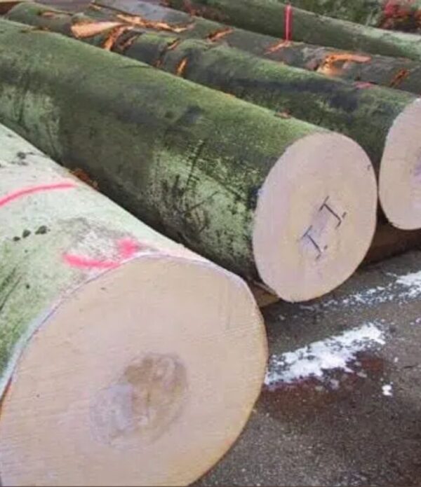Beech Logs