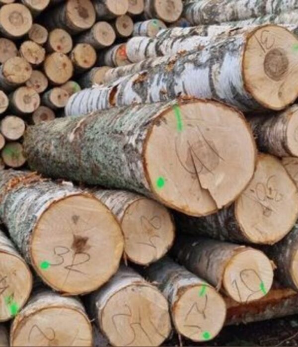 Birch Round Logs